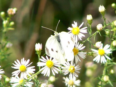 Blossom butterfly cabbage photo