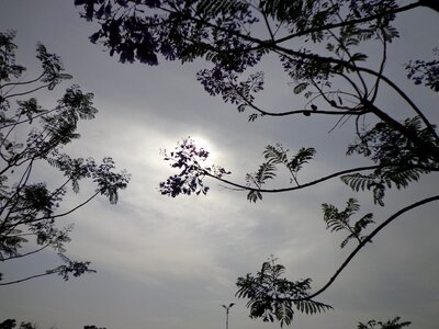 Branches sky clouds