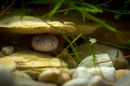 Barton Springs Salamander-1