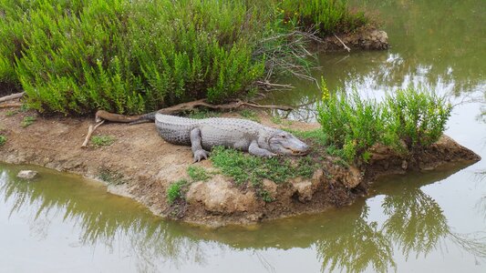 Nature water animal photo