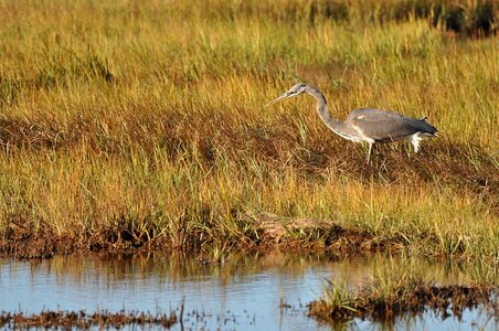 Ardea Herodias blue gauze