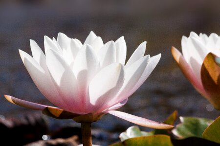 Aquatic plants meteor petals photo