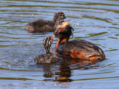 Horned grebe feeding chick photo