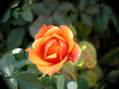 Flower macro orange
