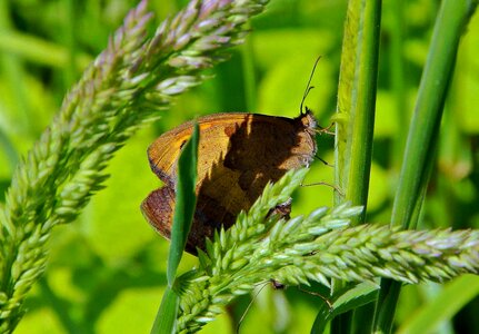 Animal arthropod beautiful photo