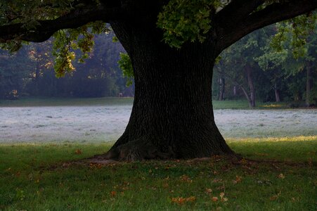 Old nature tree