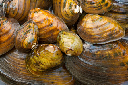 Endangered freshwater mussels-1 photo