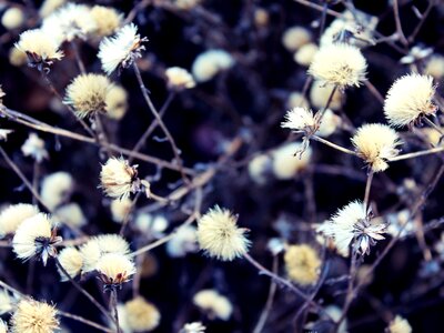 Blossom bloom nature