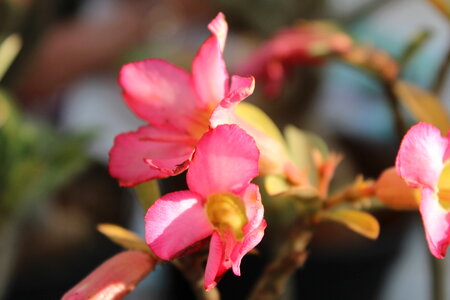 Pink Wild Flowers photo