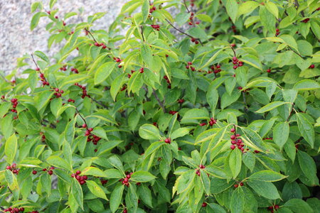 Summer wildflowers photo