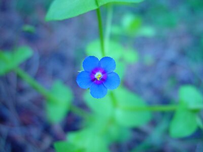 Bloom blue little
