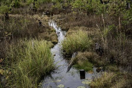 Stream in the Marsh in Okefenokee National Wildlife Refuge