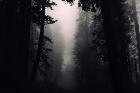 Trees and Fog in Sequoia National Park, California photo