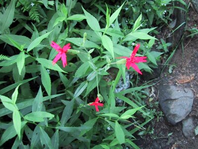 Flowers little pink