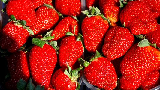 Strawberry fruit spring