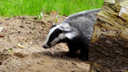 Animal forest mammal