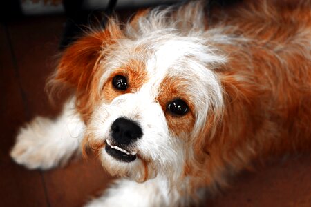 Beautiful Photo breed canine photo