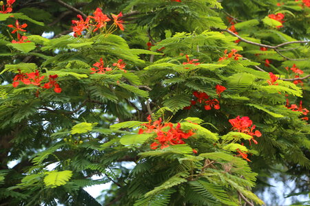 Green Tree with Red Blooms
