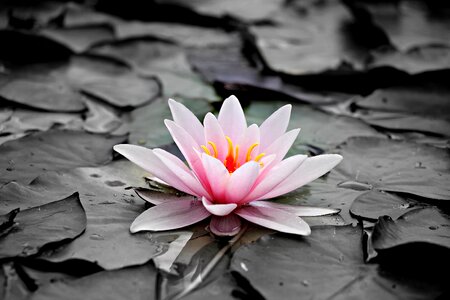 Aquatic beautiful flowers beautiful photo