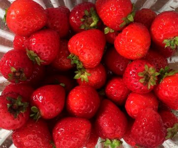 Agriculture berries berry photo