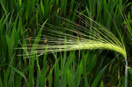Nature cereals grain