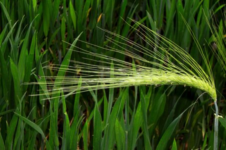 Nature cereals grain photo