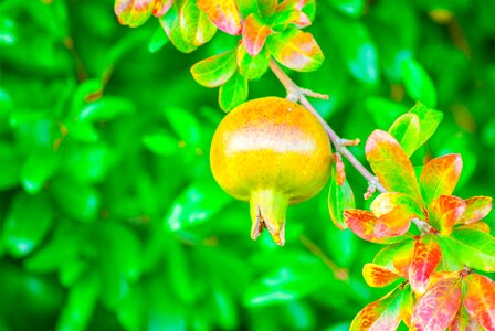 Nature vegetable food