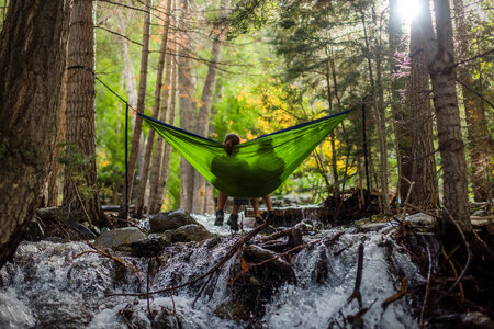 Relaxing in Hammock in the Forest photo