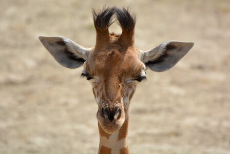 Animal neck mammal