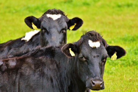 Beef black and white animal photo