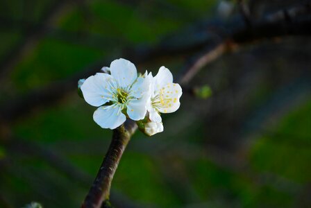 June tree flower