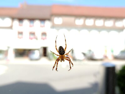Animal close up web