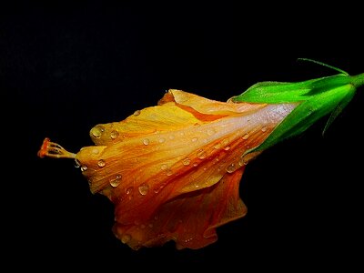 Drops flower tropical