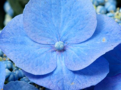 Bloom blue greenhouse hydrangea photo