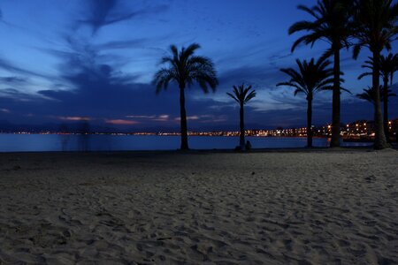Palm sand sky photo