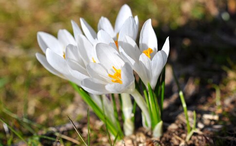 Early bloomer signs of spring spring