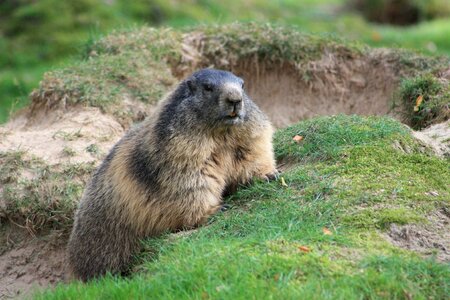 Marmot animal rodent