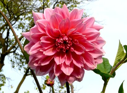Double flower noble red