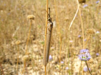 Insects nature wing