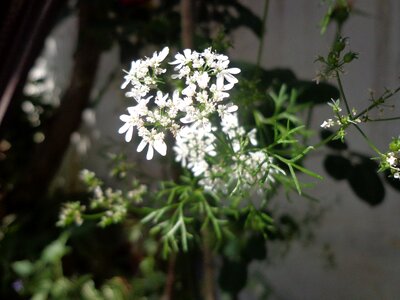 Natural blossom bloom