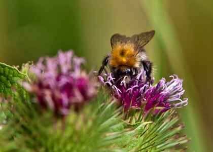 Bee nature summer photo