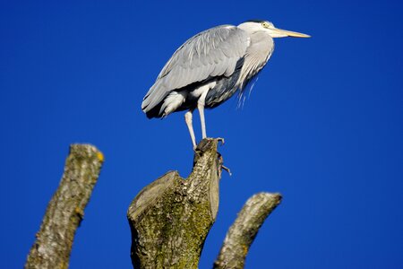 Animal avian beak photo