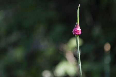 Beautiful beautiful flowers biology