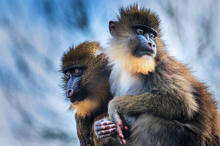 Mandrill Monkeys photo
