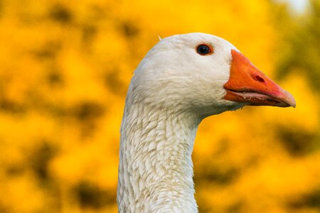 White yellow poultry photo