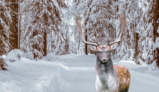 Winter Deer photo