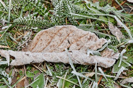 Cold dry frost photo