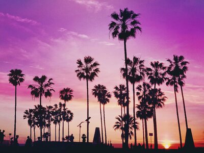 Palm Trees and People Silhouette against a Purple Sunset Sky photo
