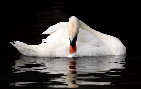 Animal avian beak photo