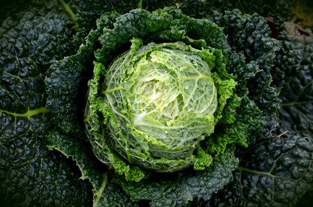 Healthy savoy cabbage green